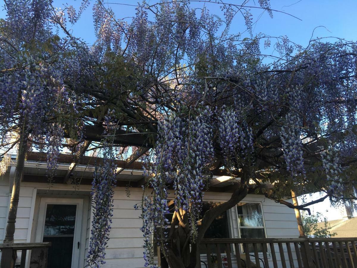 Wisteria Vine Cottage 蒙蒂塞洛 外观 照片